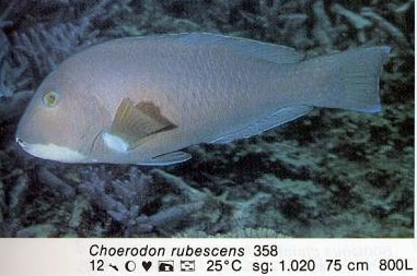 Choerodon rubescens